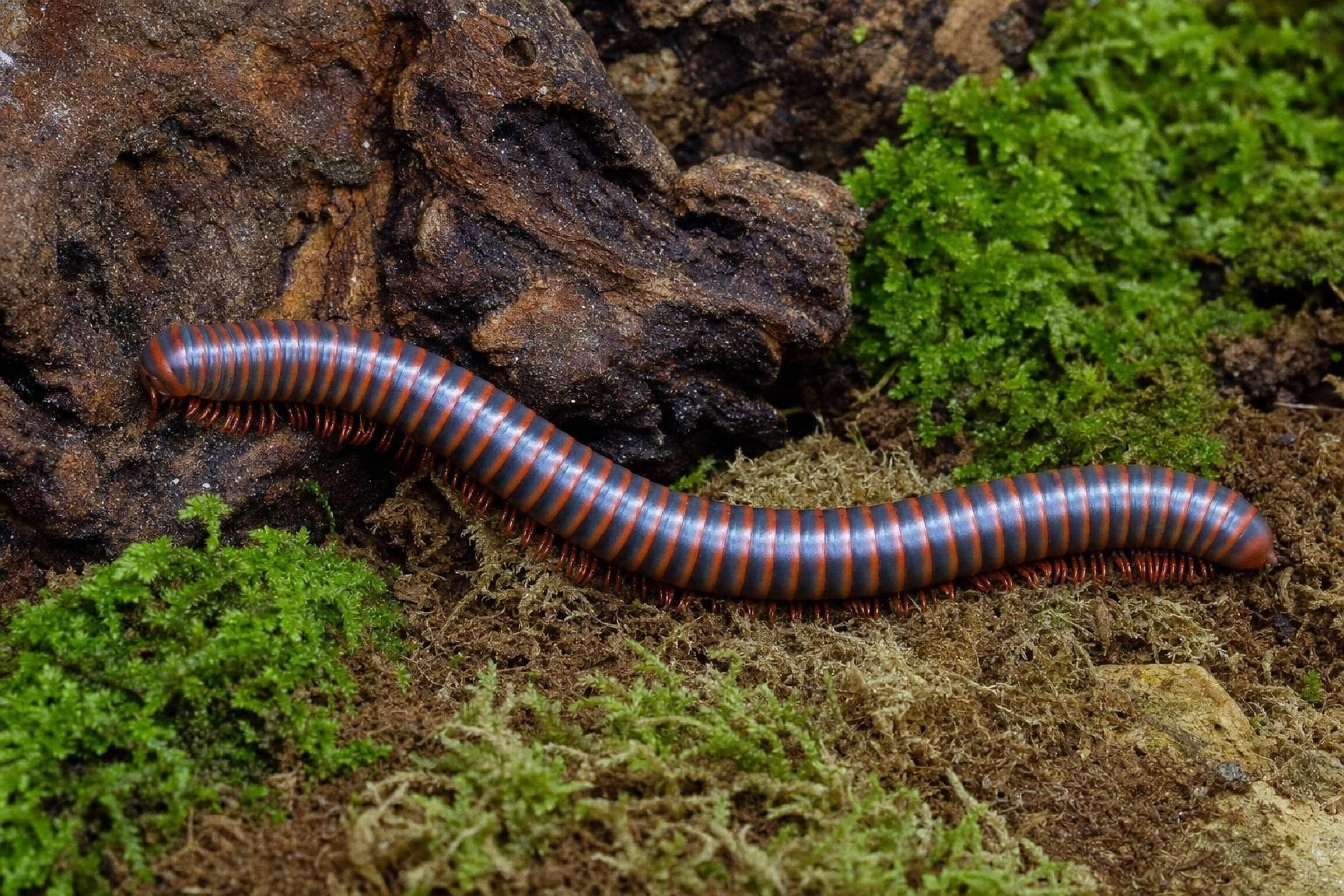 Roter Thailand-Tausendfüßer, Atopochetus spinimargo