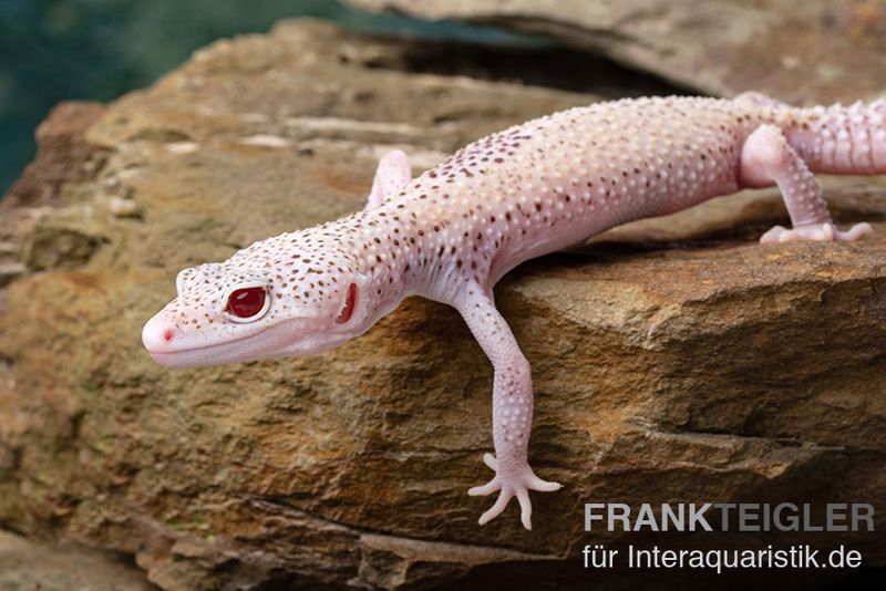 Leopardgecko, Eublepharis macularius, BELL ALBINO ENIGMA