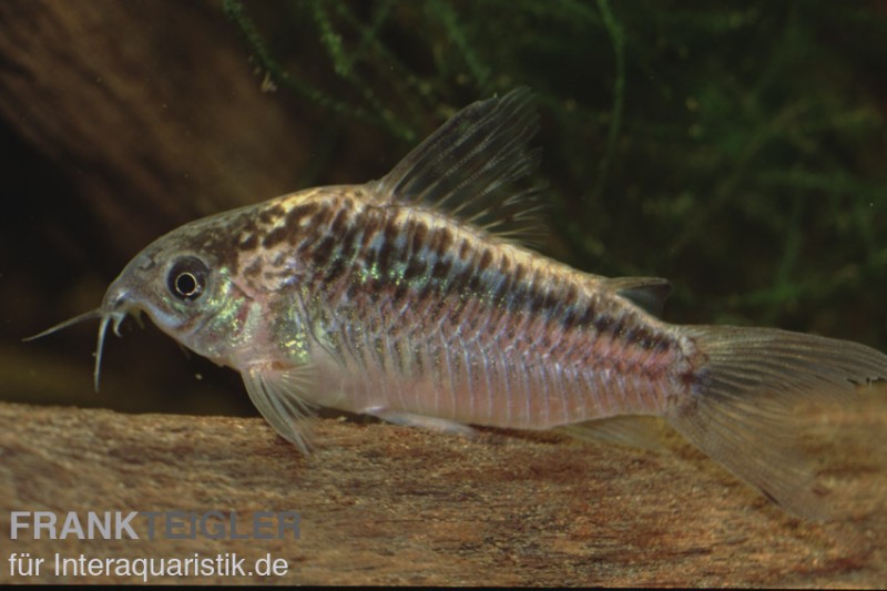 Schraffierter Panzerwels, Corydoras elegans