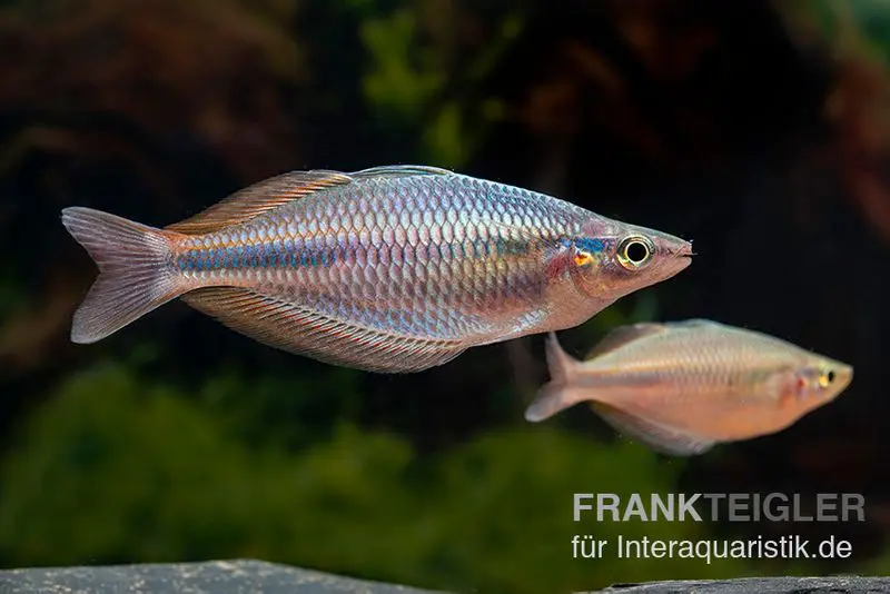 Goldie-Fluss-Regenbogenfisch, Melanotaenia goldiei