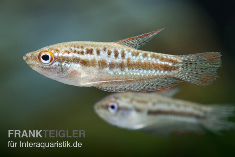 Knurrender Zwerggurami, Trichopsis pumilus (Minifisch)