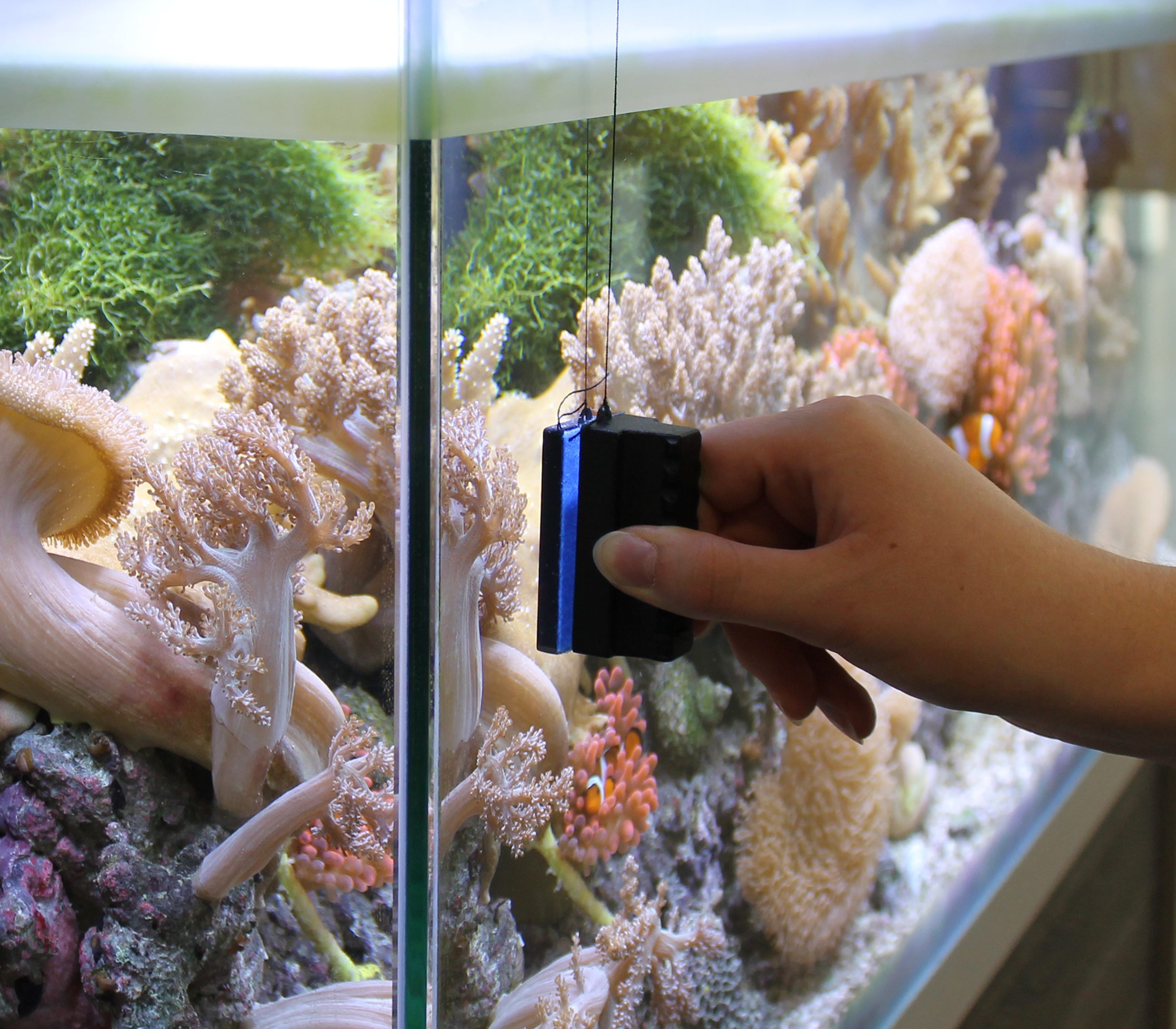 Marina Algenmagnet-Reiniger klein