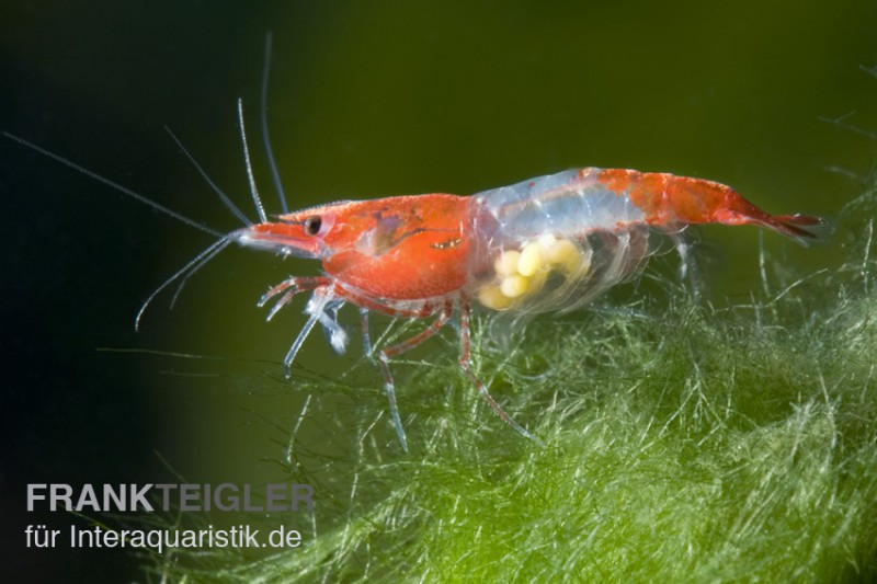 Red Rili Garnele, Neocaridina davidi [10+1 GRATIS]