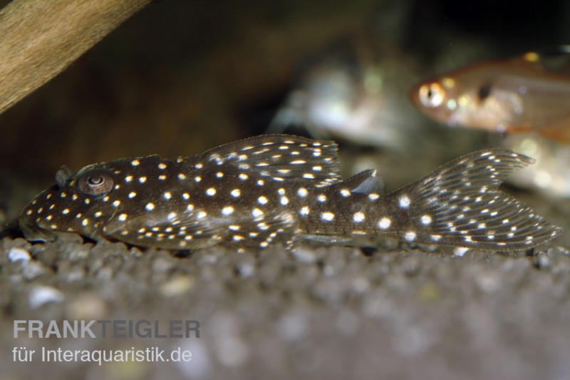 Wels L136b Demini-Engelsharnischwels, Hypancistrus sp. GROSSE PUNKTE