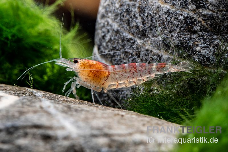 Rote Tigergarnele, Caridina mariae red