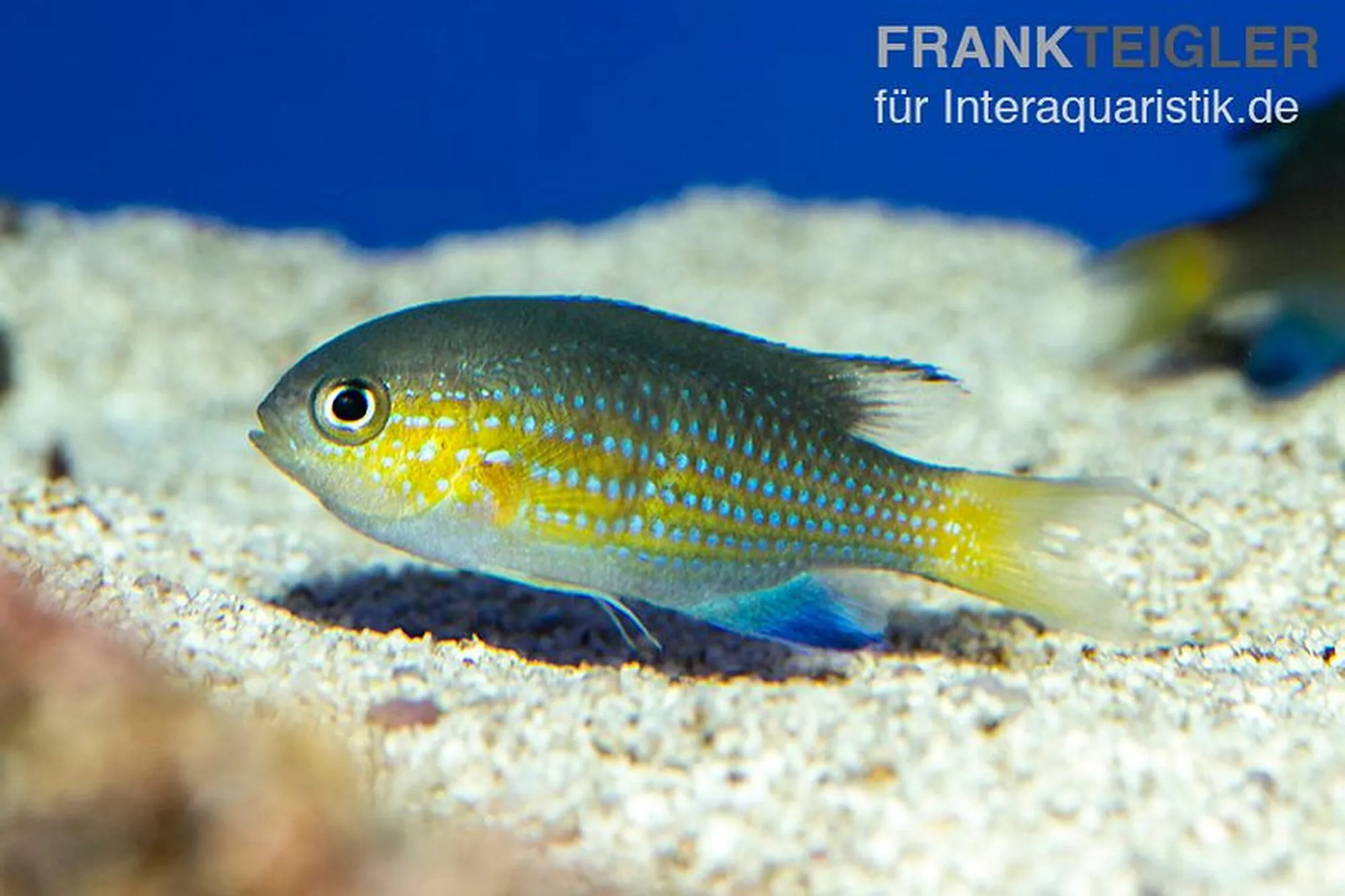 Blaugelbes Schwalbenschwänzchen, Chromis vanderbilti