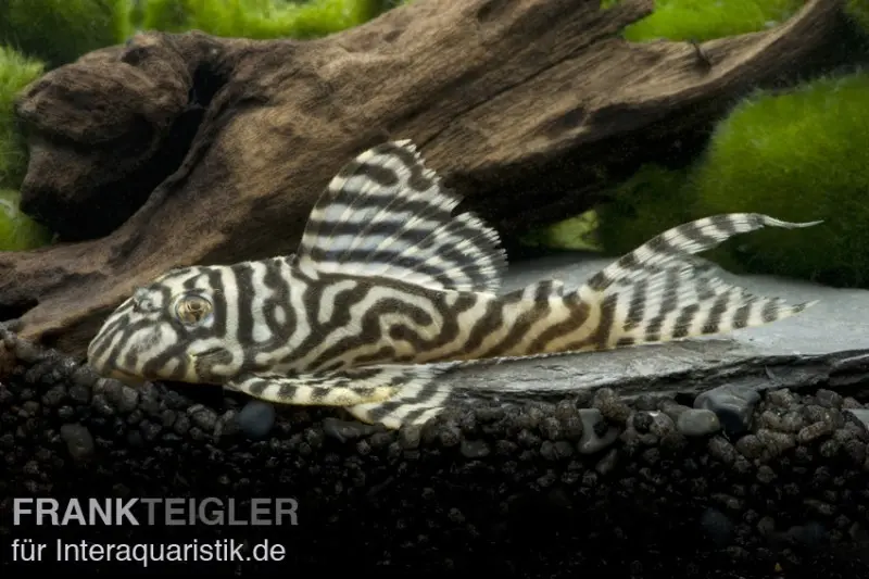 Königstiger-Harnischwels, Hypancistrus spec. L333 Belo Monte