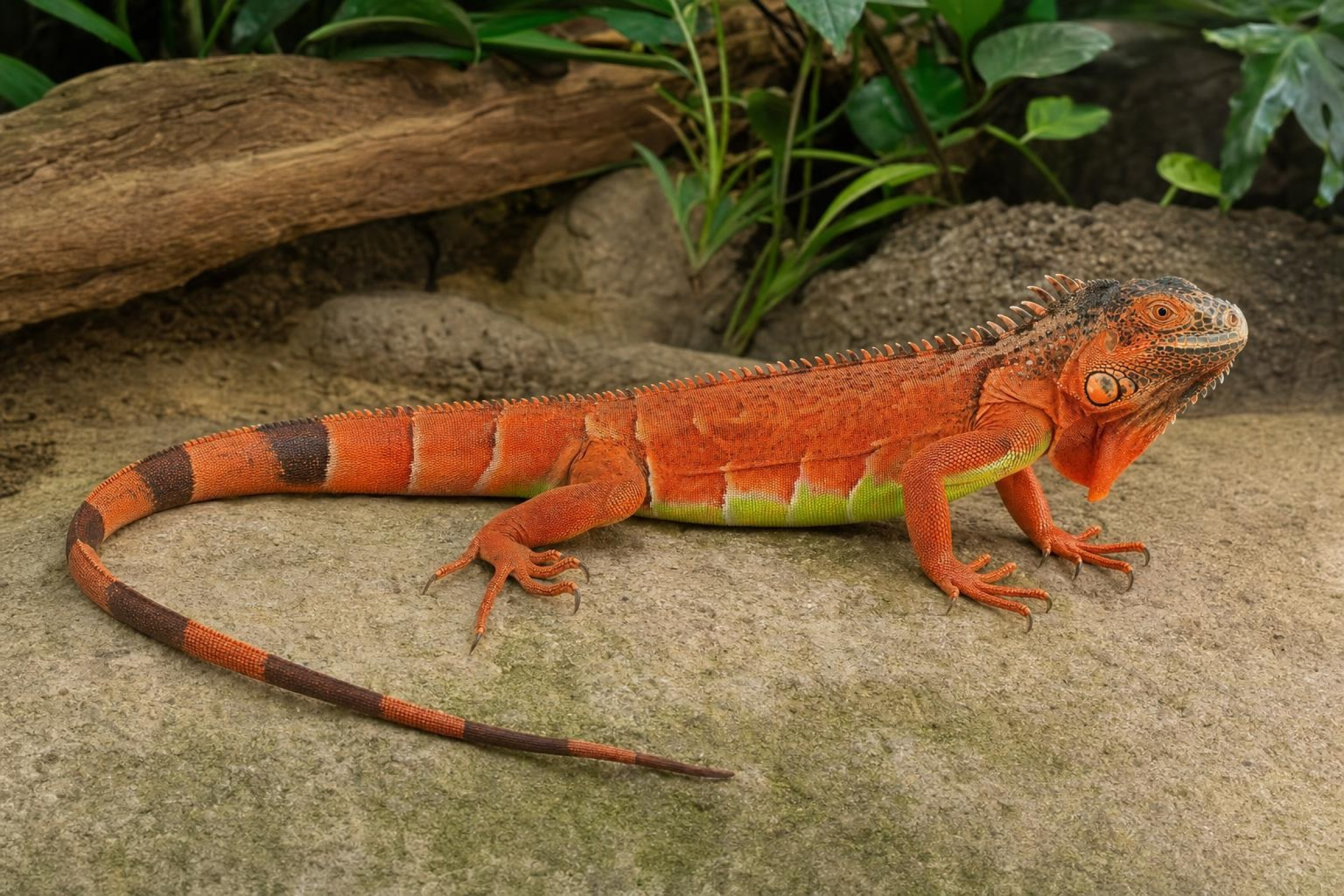 Grüner Leguan in Rot, Iguana iguana