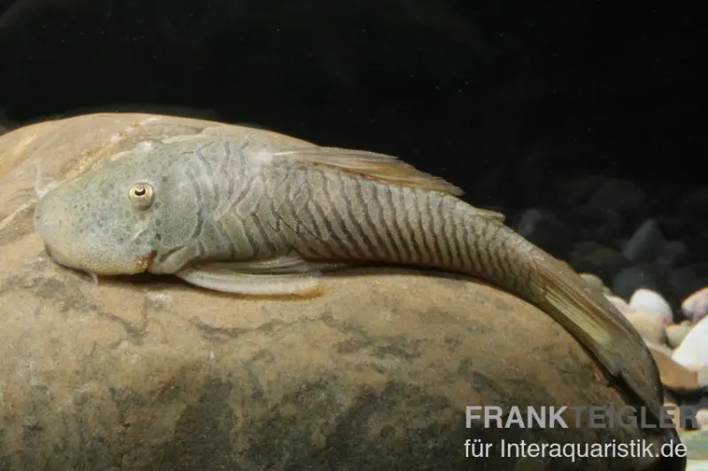 Gebirgsharnischwels, Chaetostoma thomasi/thomsoni L146, L444