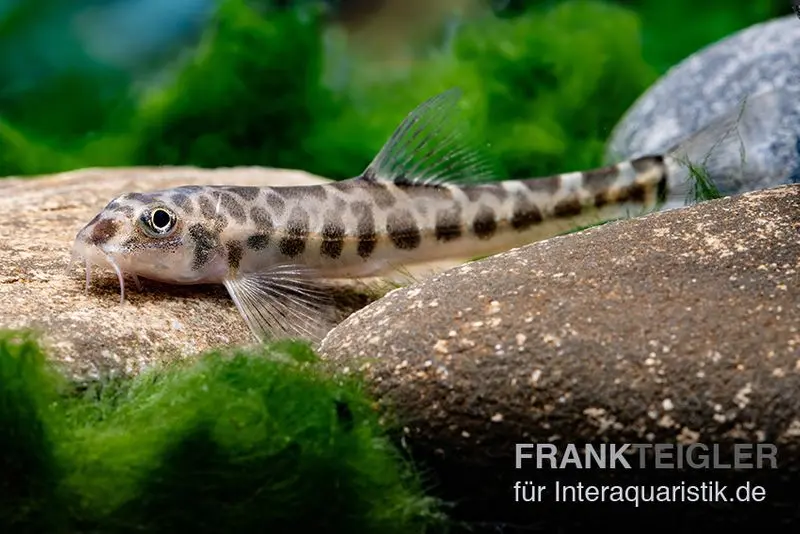 Zwergleopardbachschmerle, Nemacheilus corica, 4-5 cm
