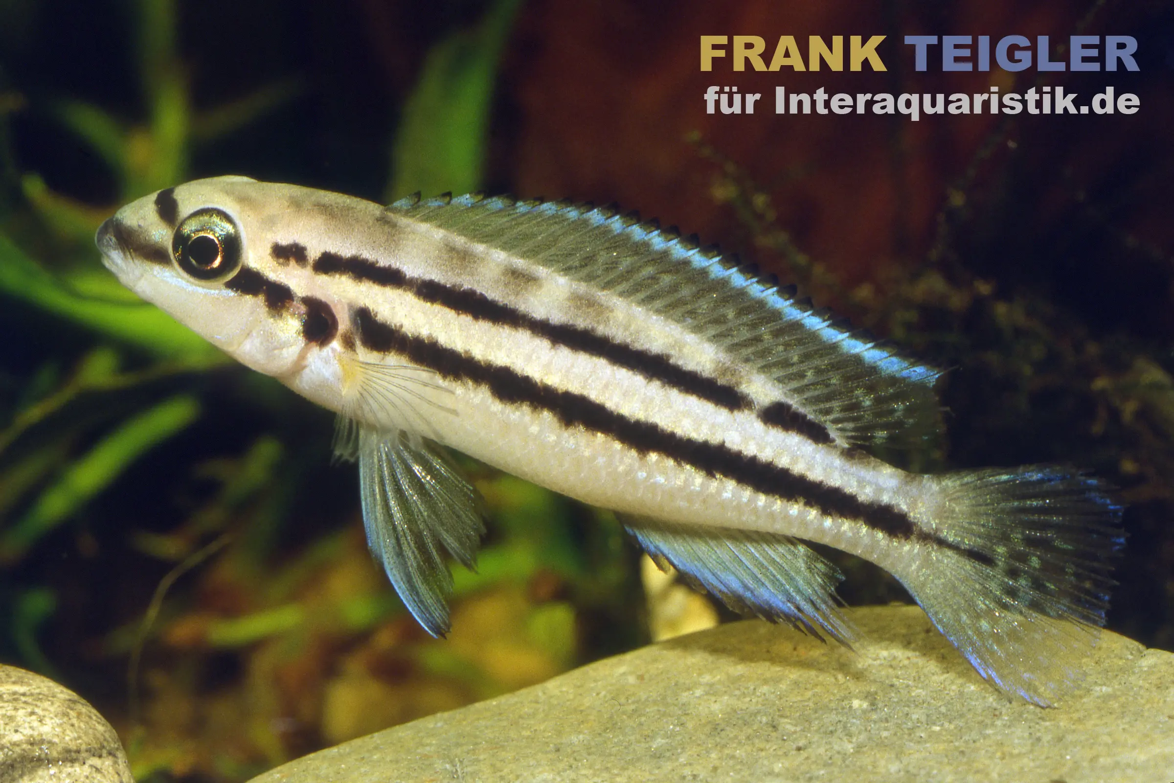 Seitliche Aufnahme eines gestreiften Aquarienfisches