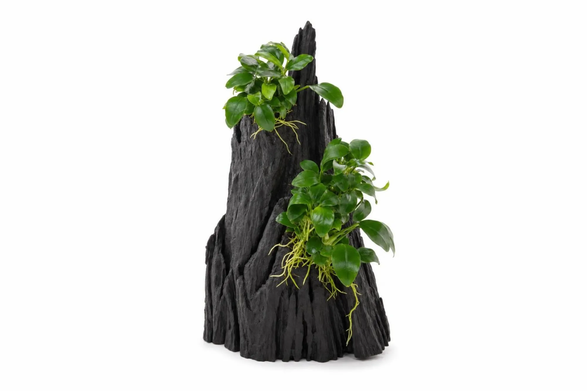 Bonsai-Zwergspeerblatt „Hills“, Anubias barteri var. nana, Auf Wurzel