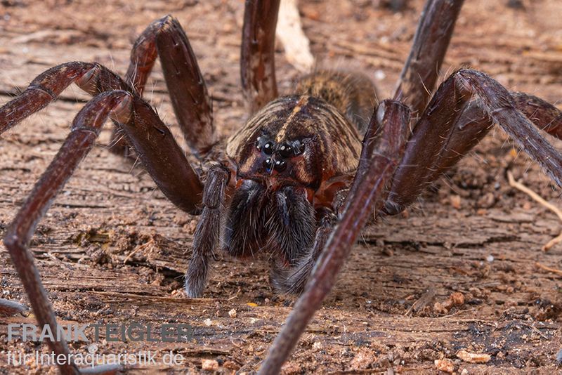 Fishing Spider, Dolomedes sp. Nigeria