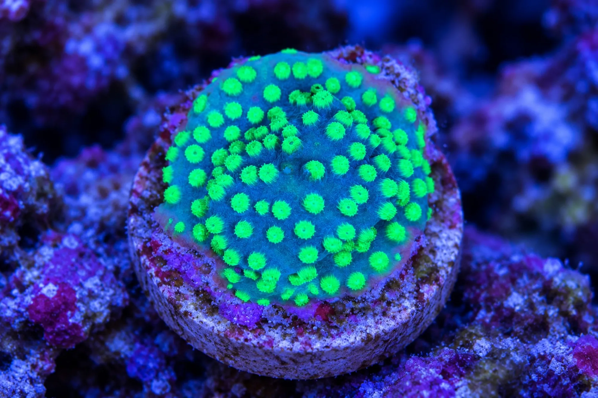 Meteorschauer-Koralle „Green Universe“ (Nachzucht), Cyphastrea decadia, Größe S–M