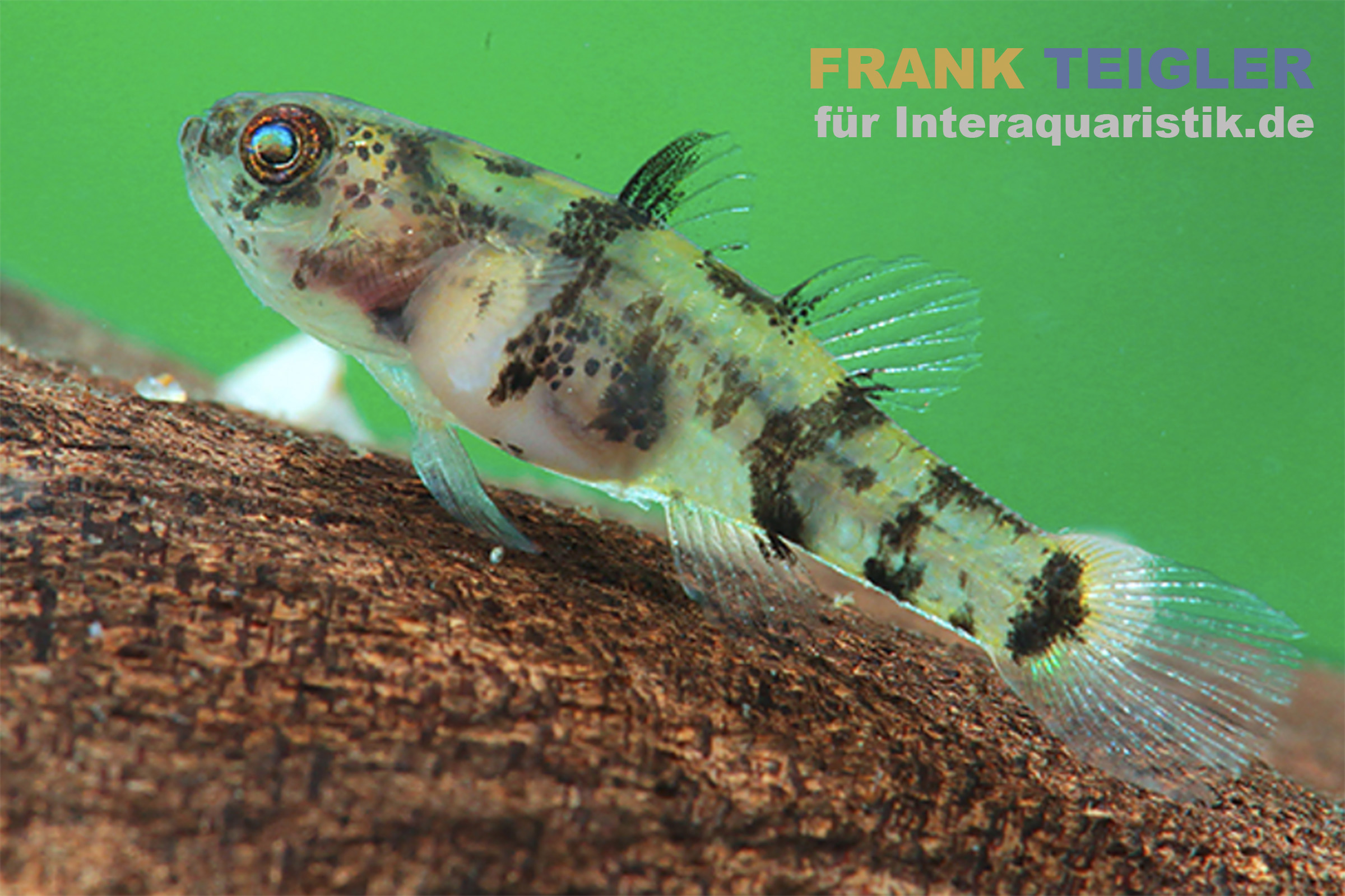 Mekong-Goldringelgrundel, Brachygobius mekongensis (Minifisch)