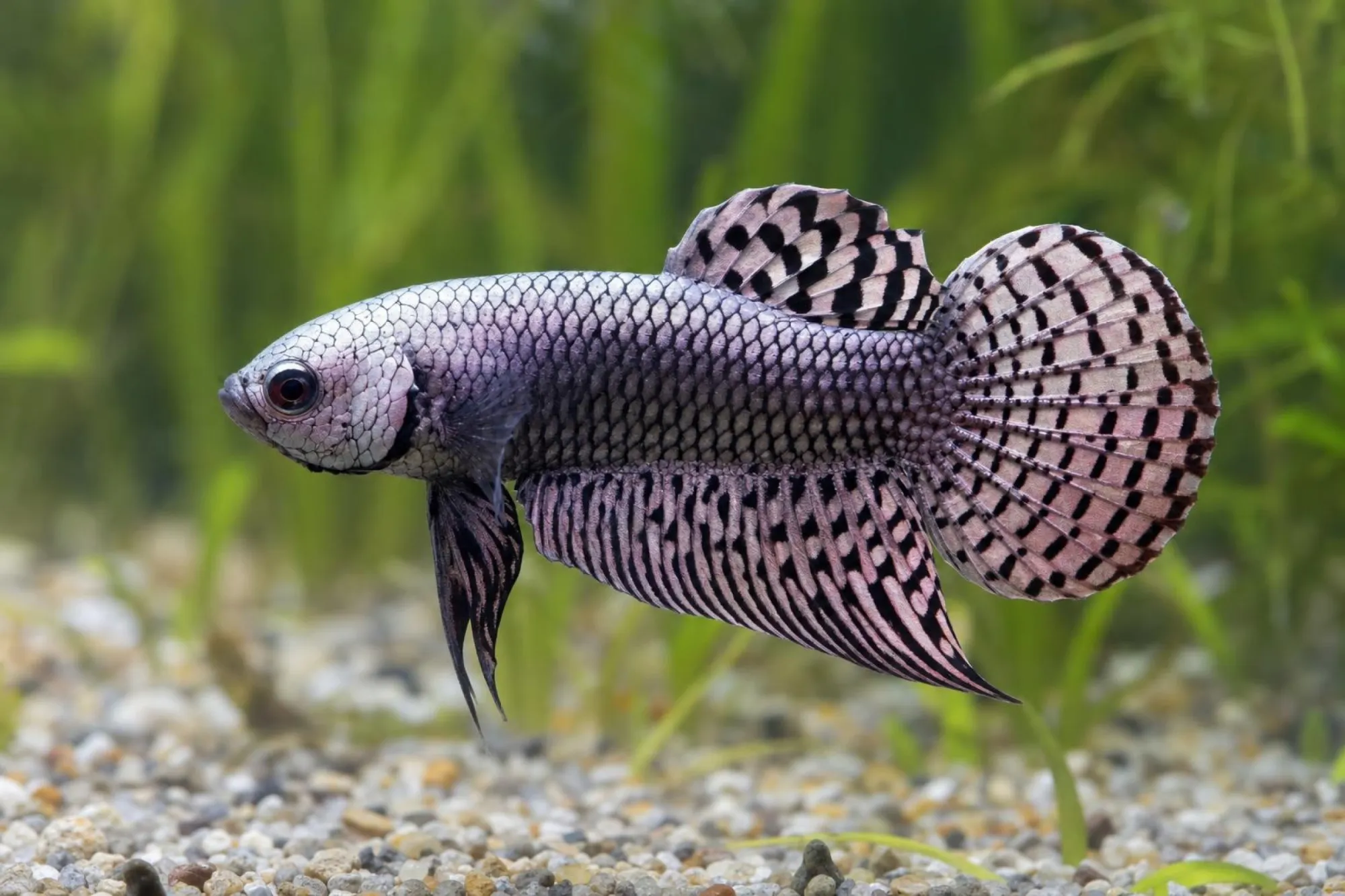 Kupfer-violettes Alien-Kampffisch-Weibchen, Betta sp.