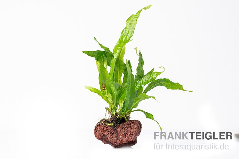 Javafarn, Microsorum pteropus, auf Lavastein, 5-8 cm, kaufen