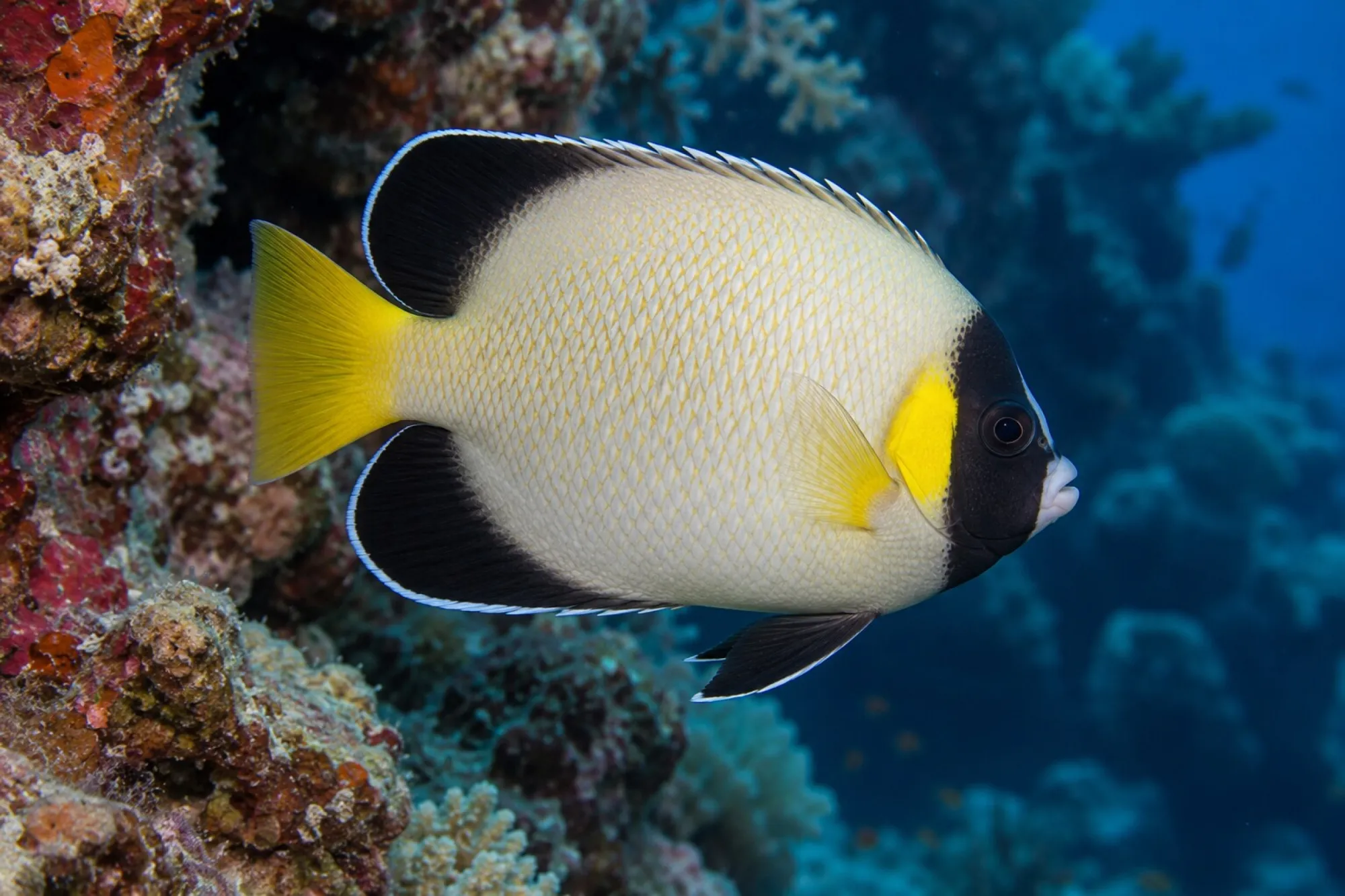 Arabischer Kaiserfisch, Apolemichthys xanthotis