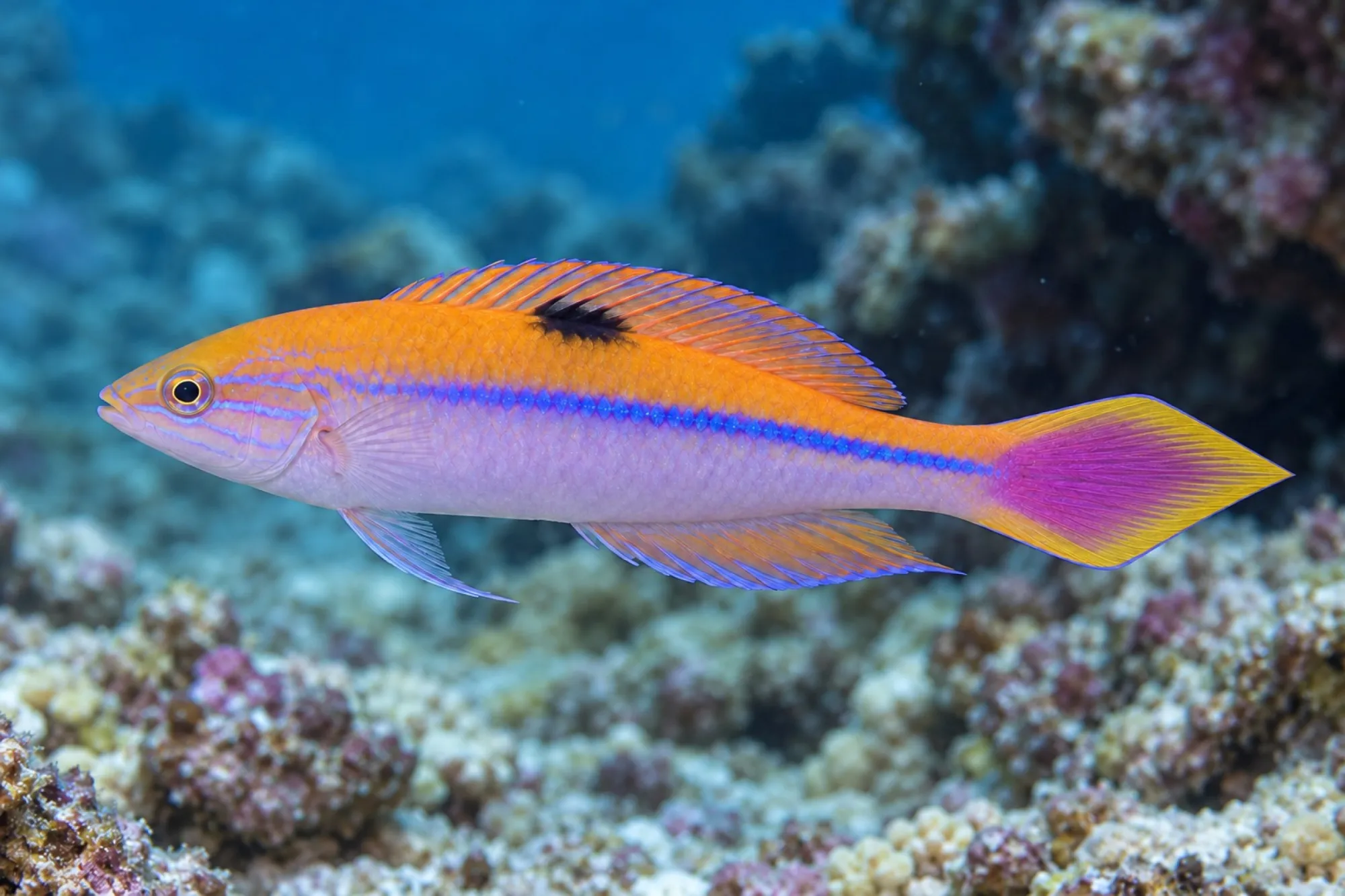 Spitzschwanz Zwerglippfisch, Cirrhilabrus isosceles