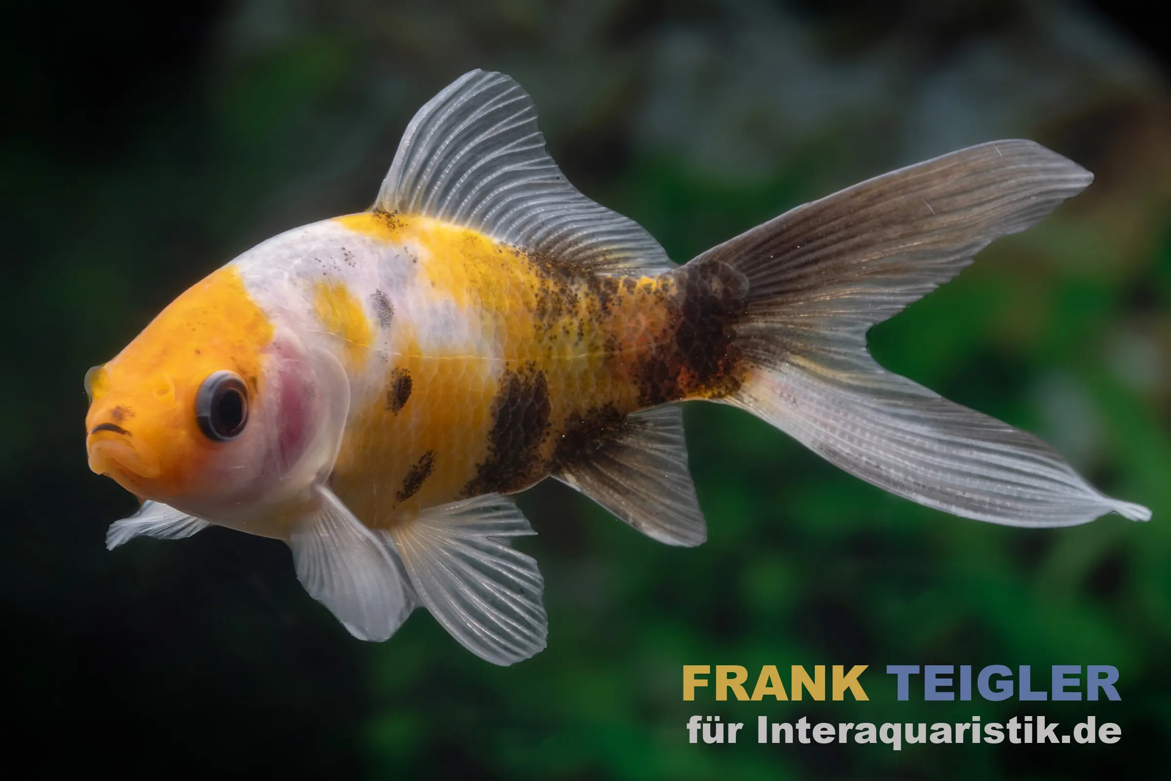 Shubunkin gelbschwarz, Carassius auratus, 7-10 cm (Kaltwasser)