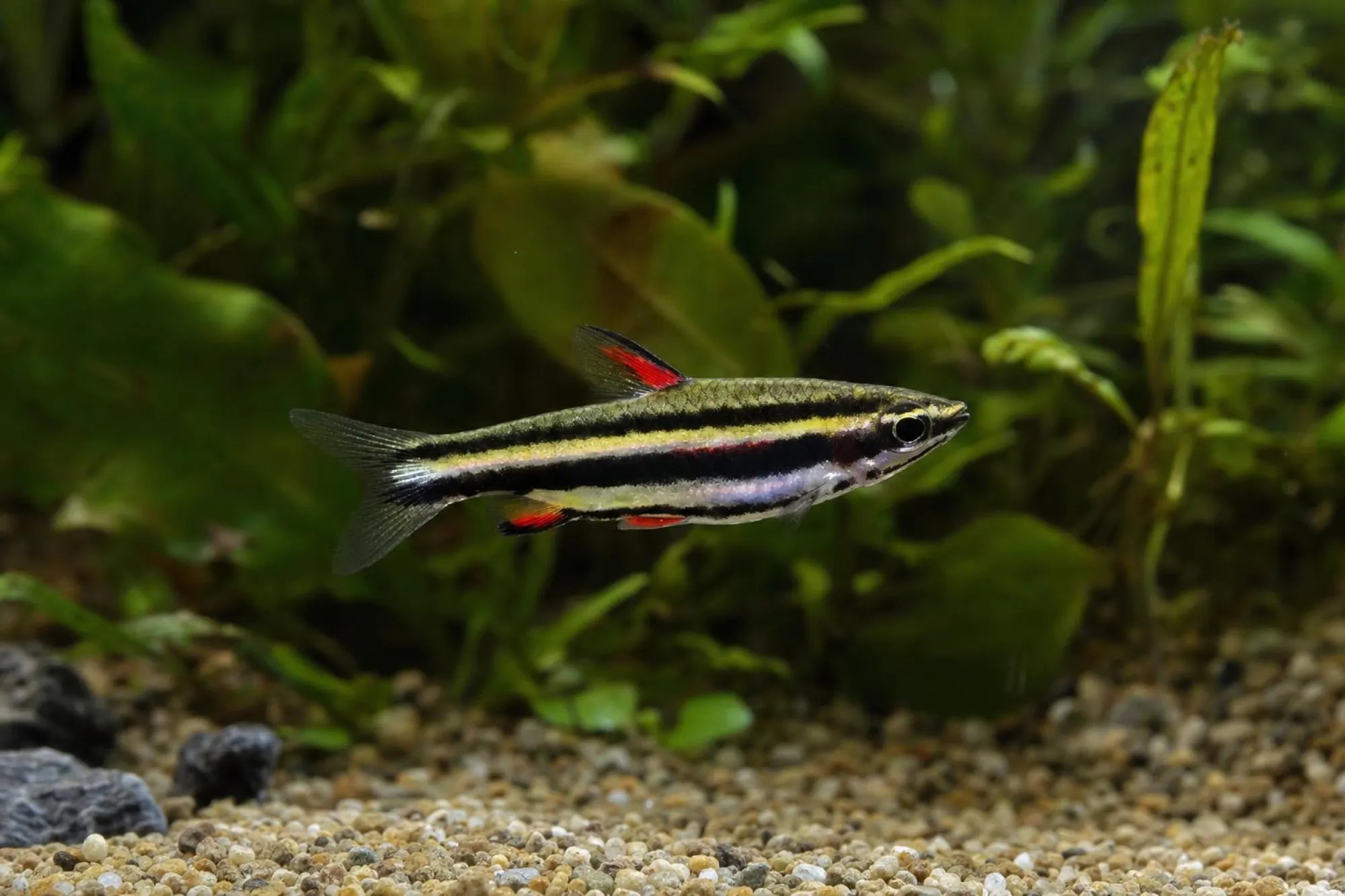 Grünstreifen-Ziersalmler, Nannostomus marilynae