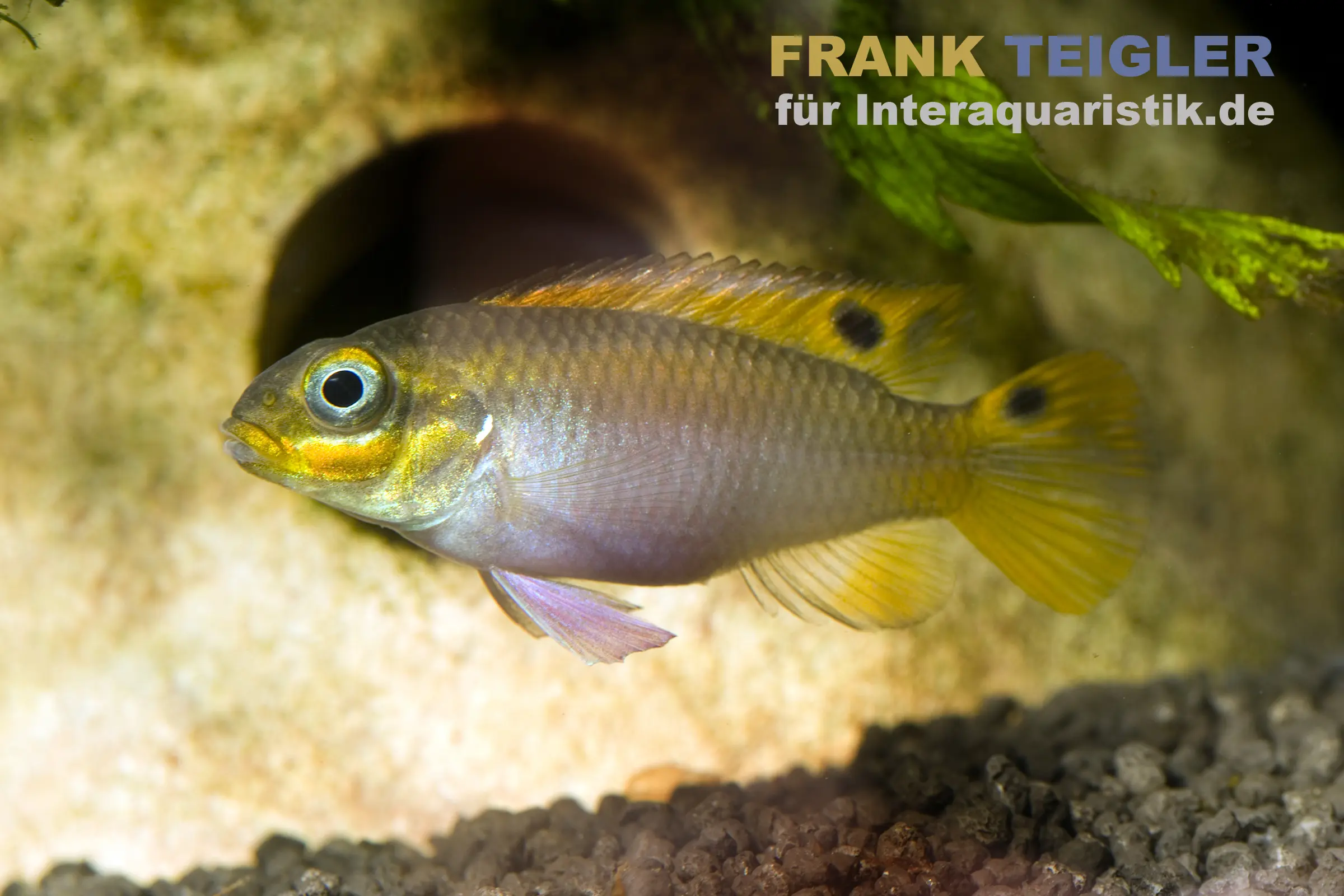 Dehane-Prachtbarsch, Pelvicachromis taeniatus dehane
