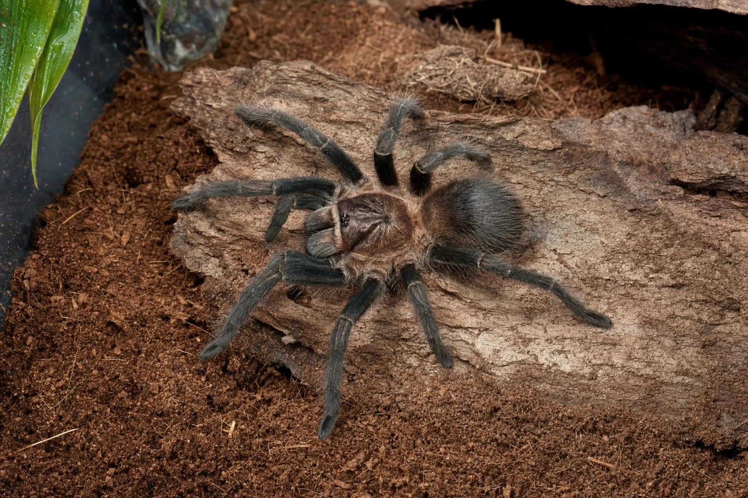 Kubanische Vogelspinne, Phormictopus cautus