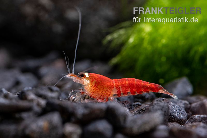 Super Crystal Red "Santa" Garnele, Caridina logemani