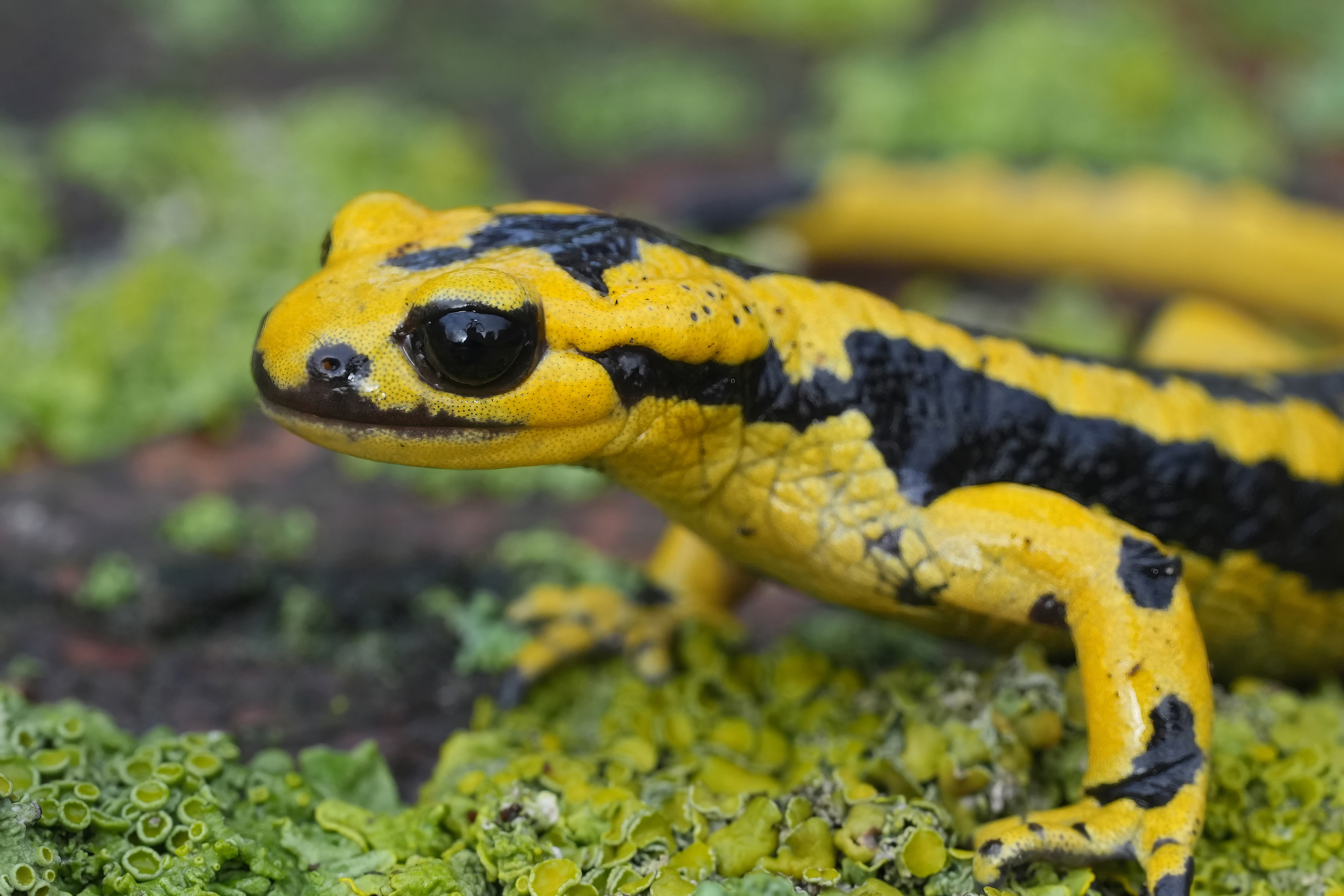 Asturischer Feuersalamander, Salamandra salamandra bernardezi
