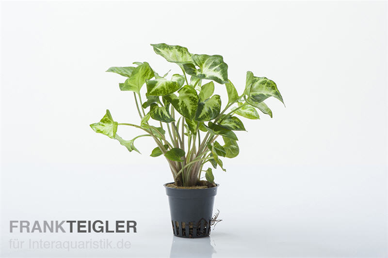 Weisse Schmetterlingstute, Syngonium White Butterfly (Terrariumpflanze), im Topf