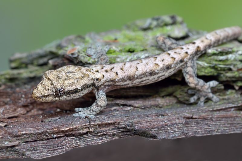 Jungferngecko, Lepidodactylus lugubris, Juvenils