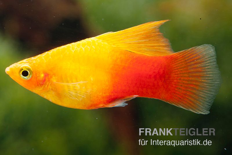 Platy Sunset High Fin, Xiphophorus maculatus