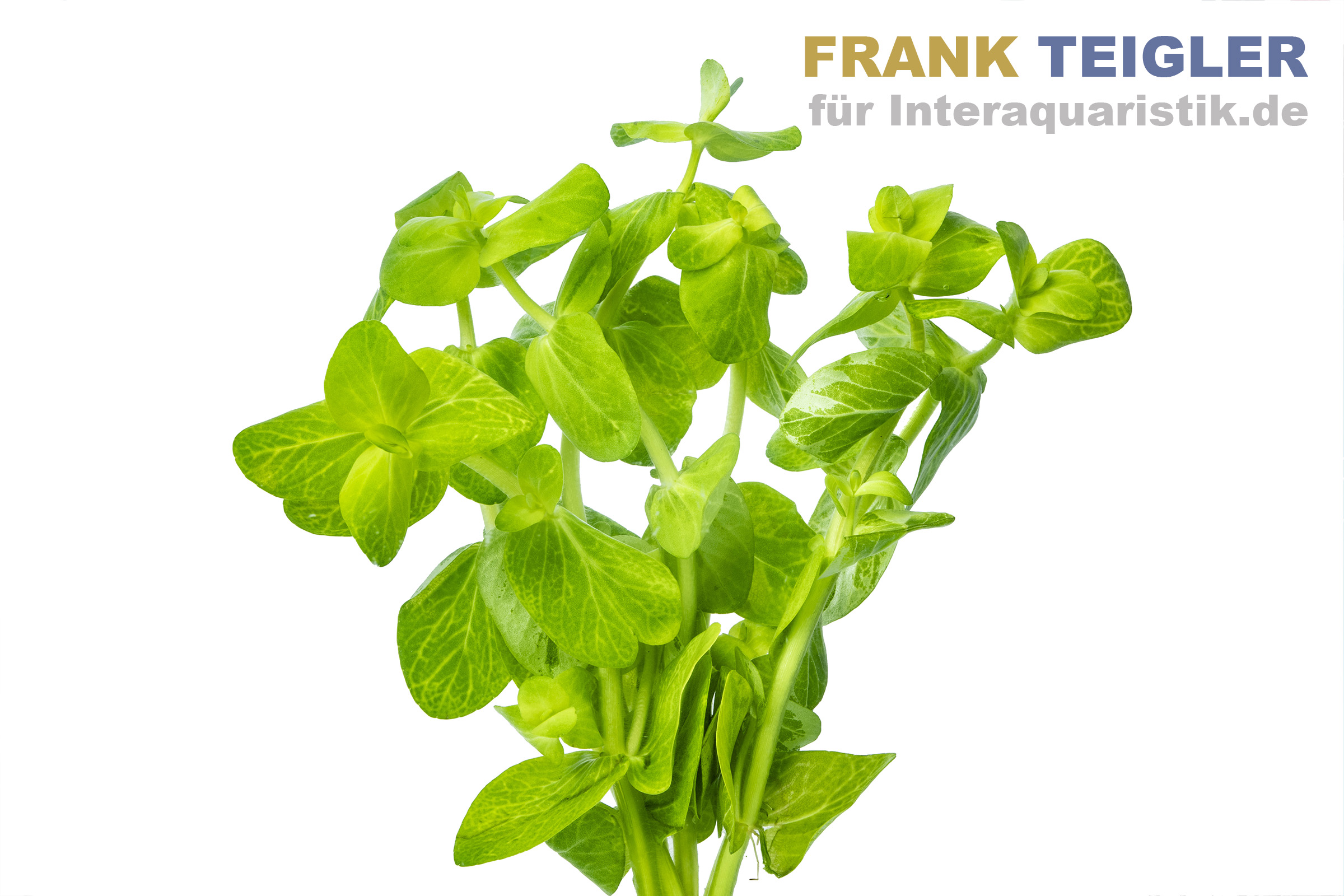 Buntes Carolina-Fettblatt, Bacopa caroliniana variegata, Bund