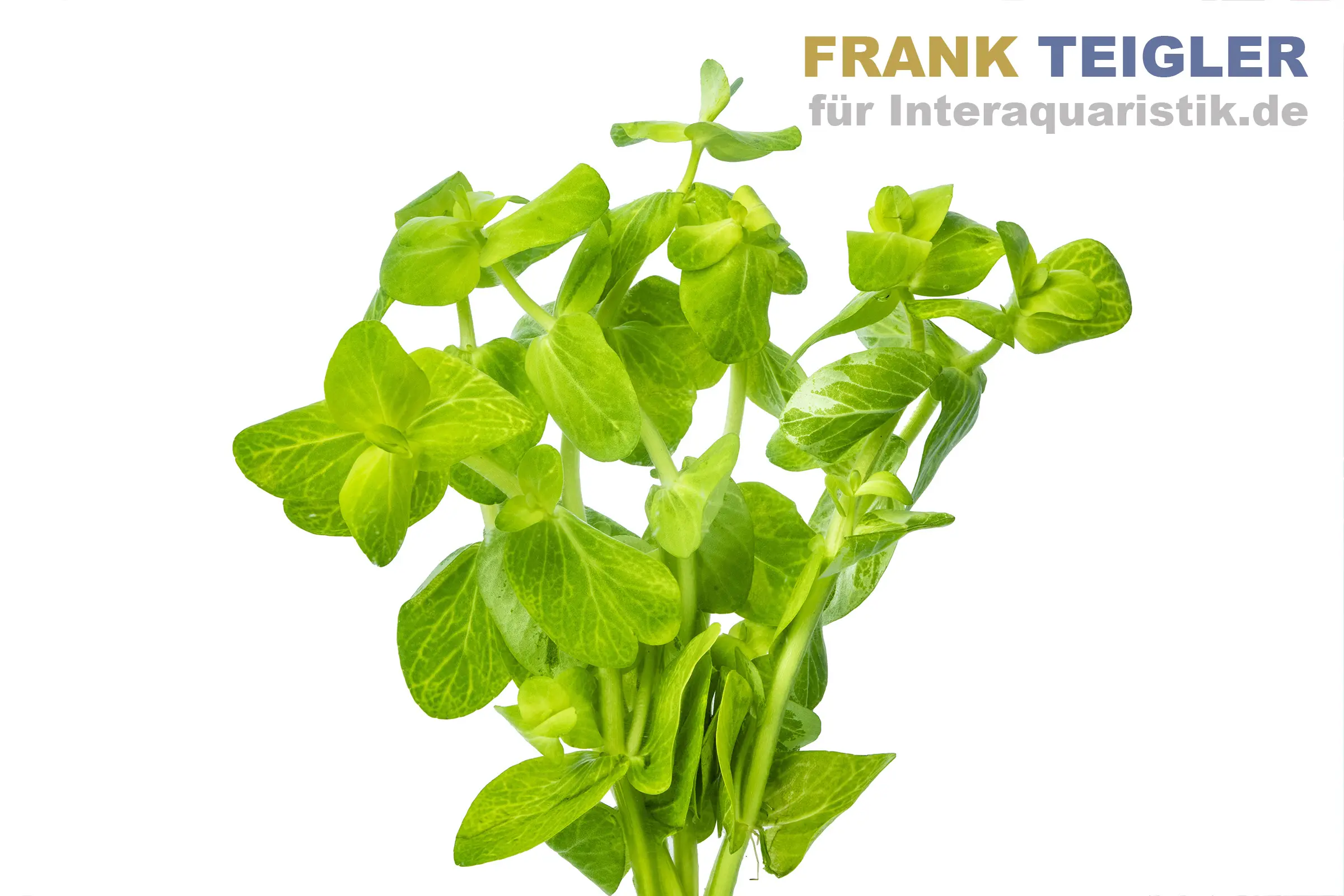 Buntes Carolina-Fettblatt, Bacopa caroliniana variegata, Bund