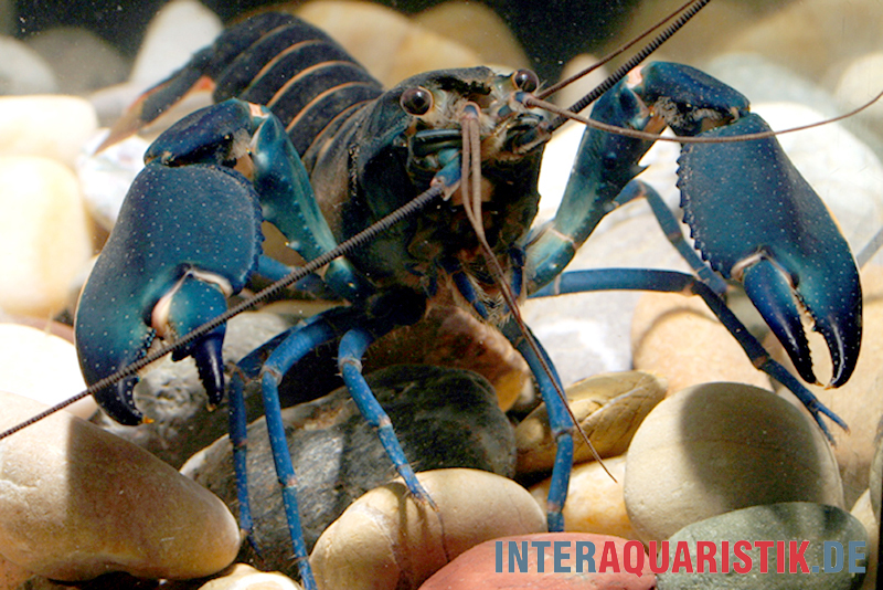 Dunkelblauer Krebs Variante I, Cherax sp. "Blue Moon Type I"