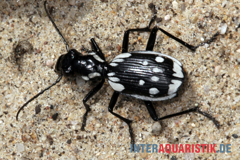 Ägyptischer Raubkäfer, Anthia sexmaculata