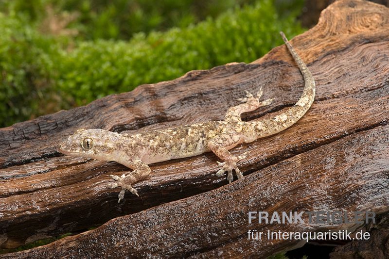 Afrikanischer Hausgecko, Hemidactylus brookii