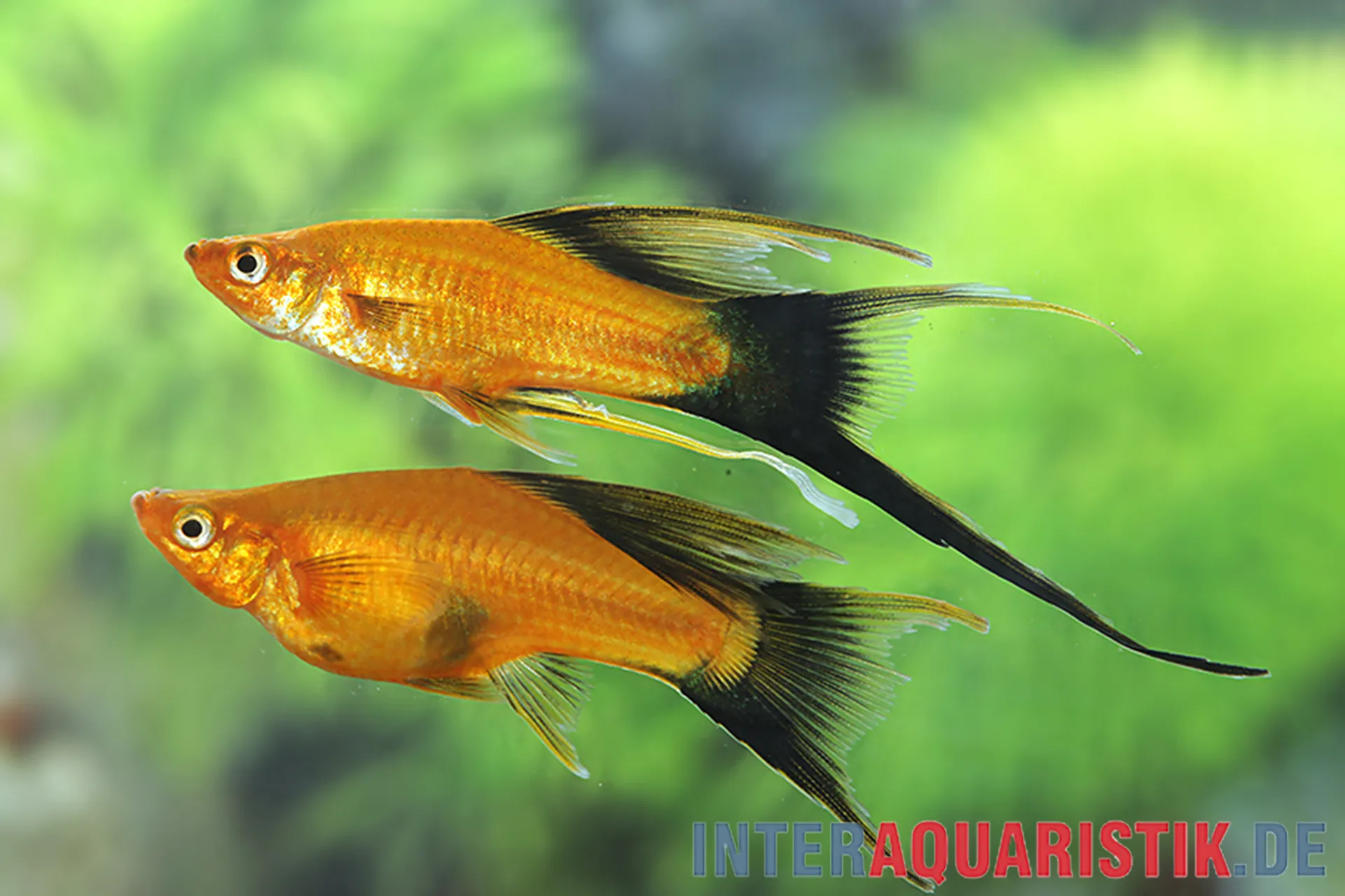 Nahaufnahme eines Lyra-Schwertträgers Wagtail (Xiphophorus helleri), orange Körperfarbe mit schwarzer, lyraförmiger Schwanzflosse; Aquarienfisch / Leierschwanz-Schwertträger, ideal zur Produktseite