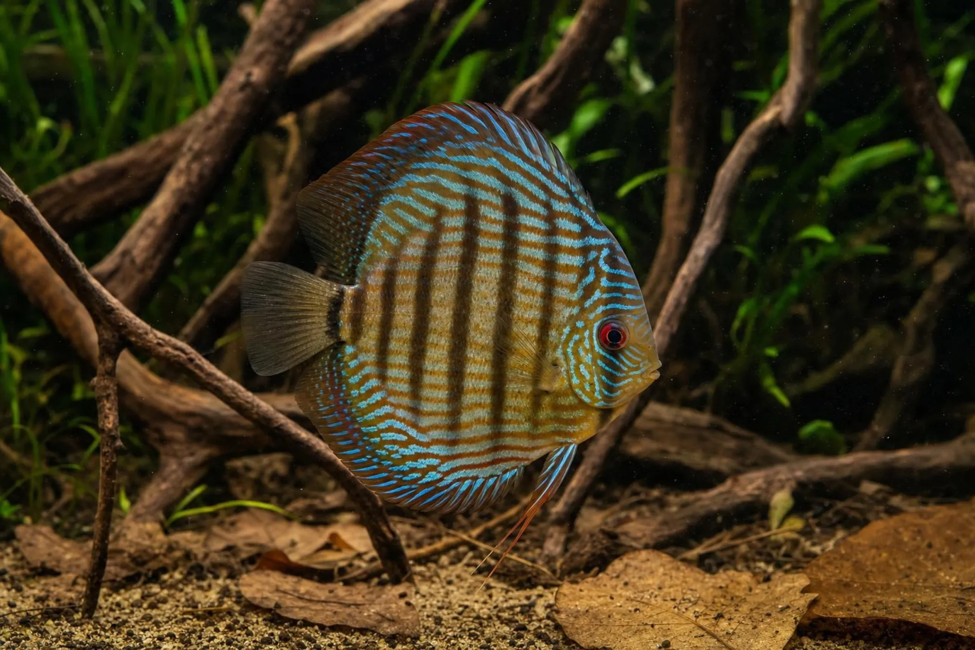 Diskus „Marlboro Yellow“, Symphysodon aequifasciatus, ca. 5,0-6,0 cm