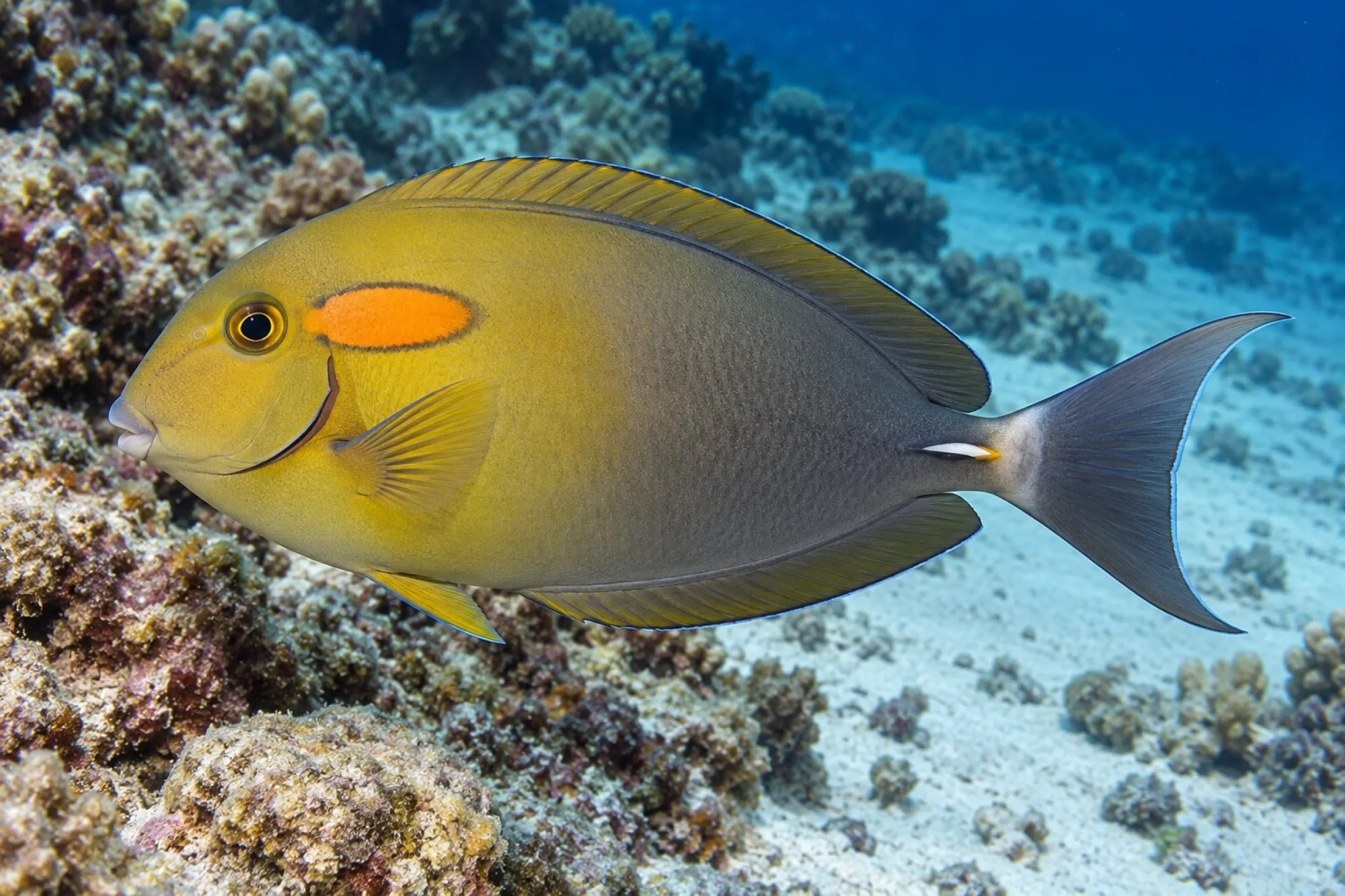 Orangenfleck-Doktorfisch, Acanthurus olivaceus, ca. 8,0-10,0 cm