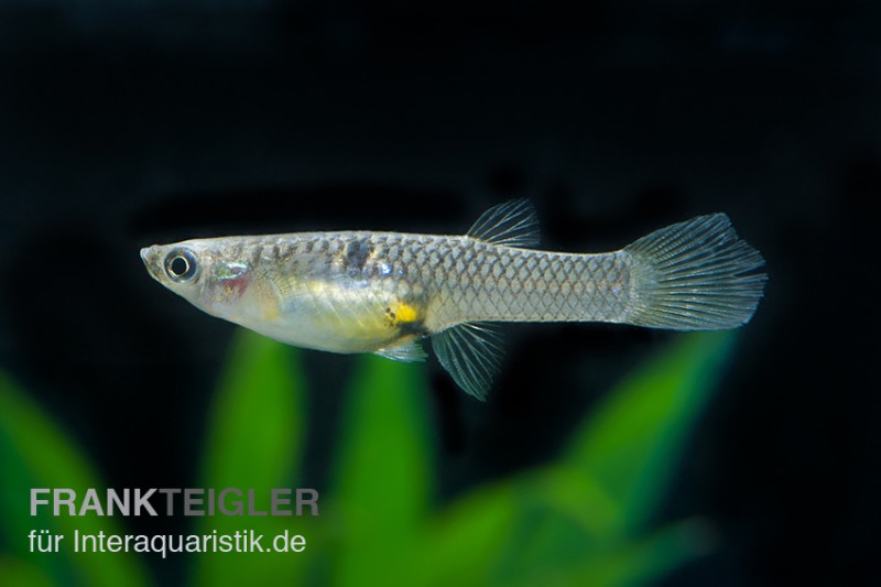 Blauer Parakärpfling, Micropoecilia parae melanzona BLUE (Minifisch), weiblich