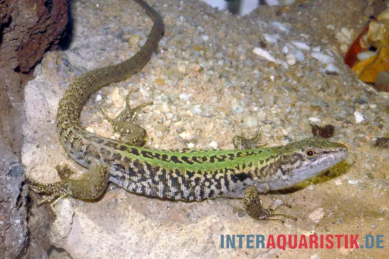 Ruineneidechse, Podarcis siculus