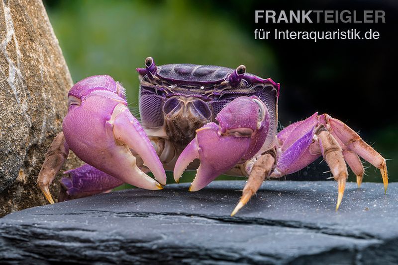 Lila Spider Crab, Neosarmatium sp. Purple, Paar (1 Männchen + 1 Weibchen)