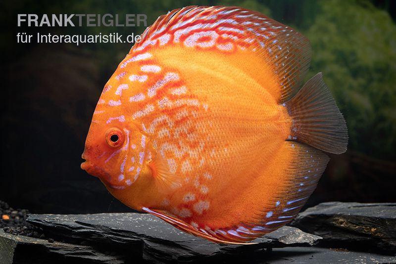 Diskusfisch ASIA-NZ, Symphysodon discus Pigeon Blood