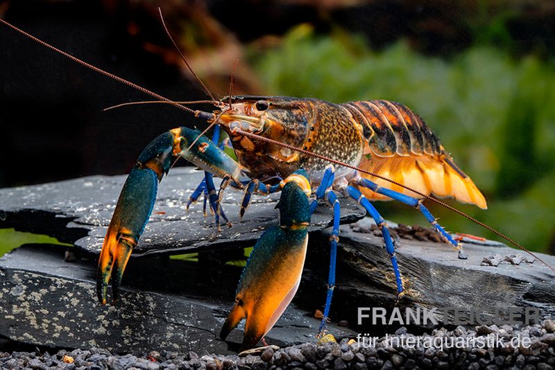 Dunkelblauer Krebs Variante III, Cherax sp. "Blue Moon Type III", Paar (1 Männchen + 1 Weibchen)