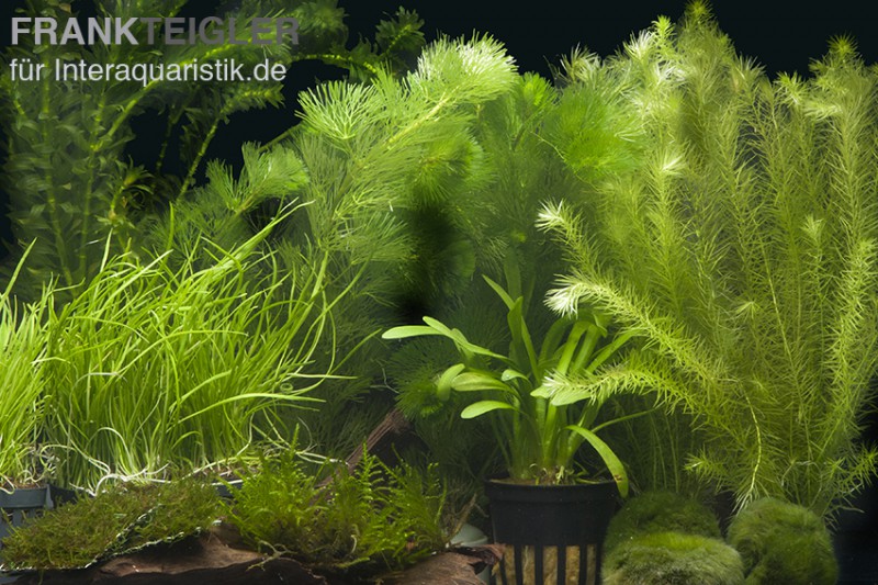 Aquarienpflanzen-Sortiment "Garnelenaquarium" für 100-120 cm Aquarium, Aquarienpflanzen-Set