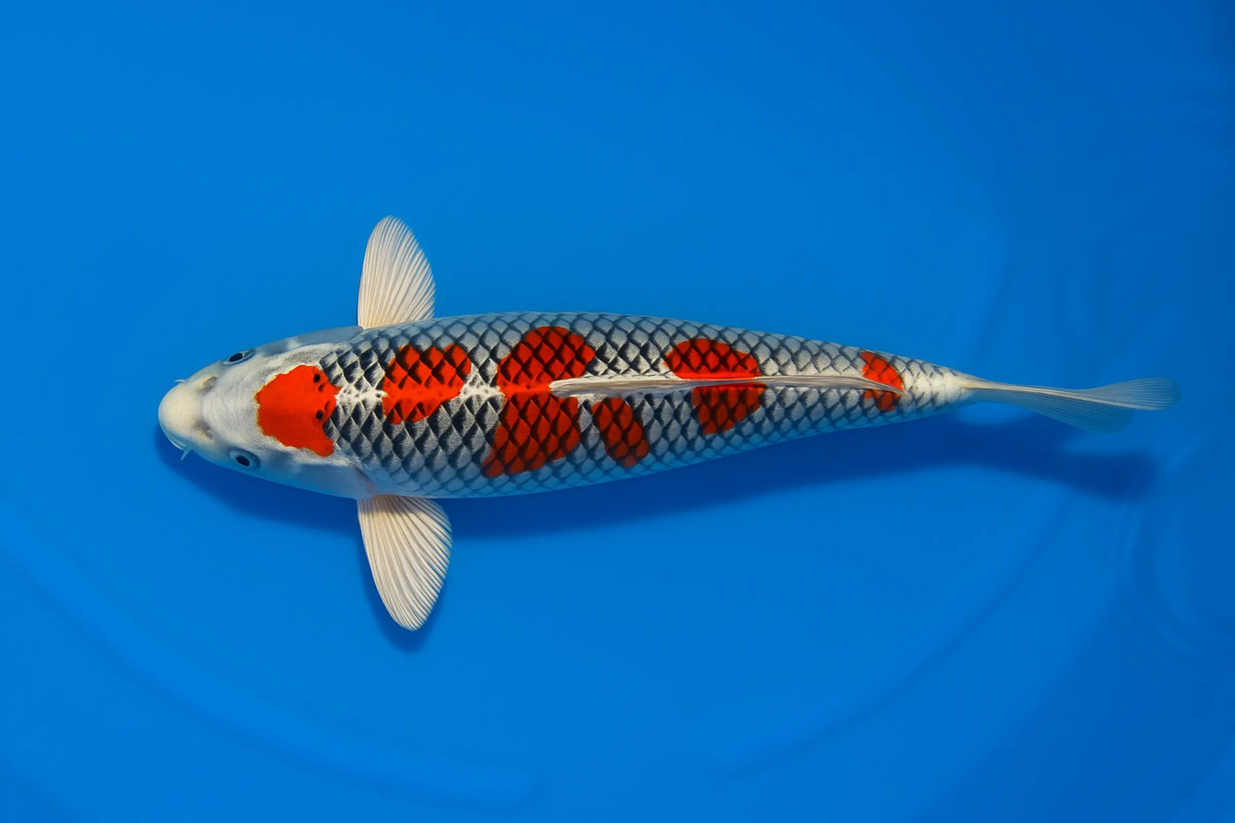 Japan Koi Ikarashi Tosai Kujaku, Cyprinus carpio, 13-15 cm