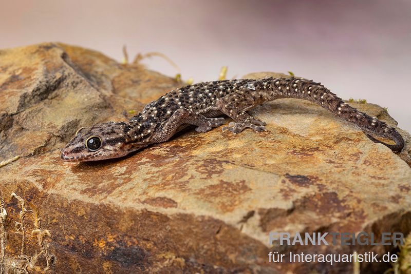 Gepunkteter Hausgecko, Hemidactylus angulatus