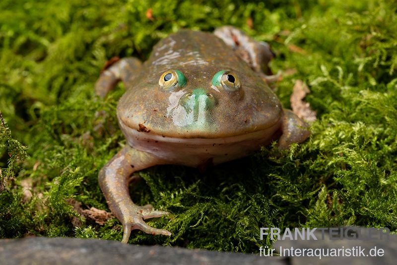 Budgett`s-Frosch, Lepidobatrachus laevis