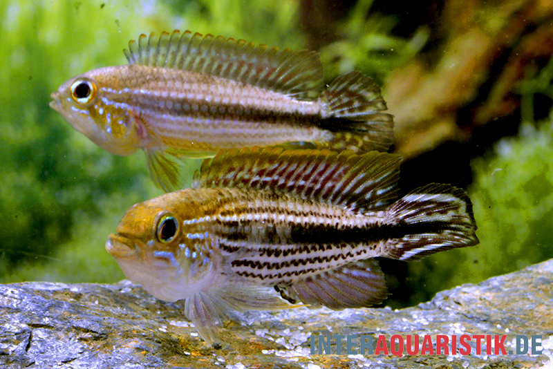 Agassiz-Zwergbuntbarsch, Apistogramma agassizii TEFE (paarweise)